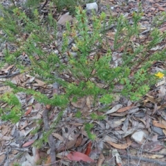 Pultenaea ferruginea at Ku-Ring-Gai Chase, NSW - 27 Apr 2023