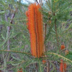 Banksia ericifolia subsp. ericifolia at Ku-Ring-Gai Chase, NSW - 27 Apr 2023