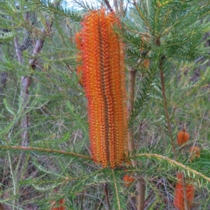 Banksia ericifolia subsp. ericifolia at Ku-Ring-Gai Chase, NSW - 27 Apr 2023