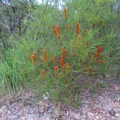 Banksia ericifolia subsp. ericifolia at Ku-Ring-Gai Chase, NSW - 27 Apr 2023