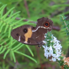 Tisiphone abeona (Varied Sword-grass Brown) at Ku-Ring-Gai Chase, NSW - 27 Apr 2023 by MatthewFrawley