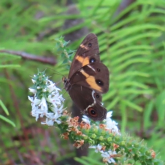 Tisiphone abeona at Ku-Ring-Gai Chase, NSW - 27 Apr 2023 12:42 PM