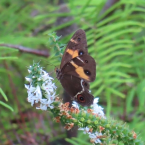 Tisiphone abeona at Ku-Ring-Gai Chase, NSW - 27 Apr 2023
