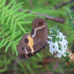 Tisiphone abeona at Ku-Ring-Gai Chase, NSW - 27 Apr 2023