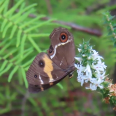 Tisiphone abeona at Ku-Ring-Gai Chase, NSW - 27 Apr 2023 12:42 PM