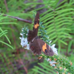 Tisiphone abeona at Ku-Ring-Gai Chase, NSW - 27 Apr 2023 12:42 PM