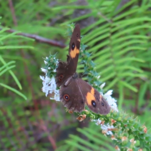 Tisiphone abeona at Ku-Ring-Gai Chase, NSW - 27 Apr 2023 12:42 PM