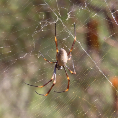 Nephila plumipes at Ku-Ring-Gai Chase, NSW - 27 Apr 2023 by MatthewFrawley