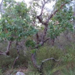 Angophora hispida (Dwarf Apple) at Ku-Ring-Gai Chase, NSW - 27 Apr 2023 by MatthewFrawley
