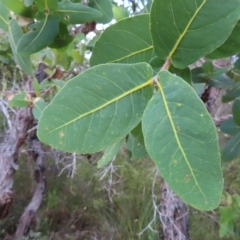 Angophora hispida at Ku-Ring-Gai Chase, NSW - 27 Apr 2023 01:02 PM