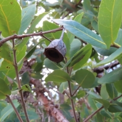 Angophora hispida at Ku-Ring-Gai Chase, NSW - 27 Apr 2023 01:02 PM