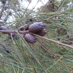 Allocasuarina distyla (Shrubby Sheoak) at Ku-Ring-Gai Chase, NSW - 27 Apr 2023 by MatthewFrawley