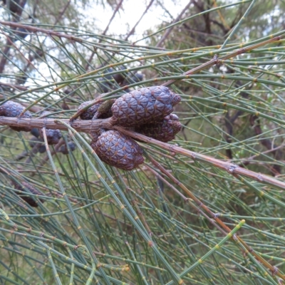 Allocasuarina distyla (Shrubby Sheoak) at Ku-ring-gai Chase National Park - 27 Apr 2023 by MatthewFrawley