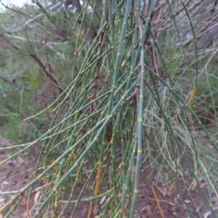 Allocasuarina distyla at Ku-Ring-Gai Chase, NSW - 27 Apr 2023