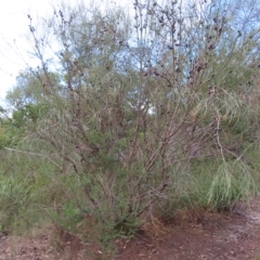 Allocasuarina distyla at Ku-Ring-Gai Chase, NSW - 27 Apr 2023 12:56 PM