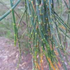 Allocasuarina distyla at Ku-Ring-Gai Chase, NSW - 27 Apr 2023