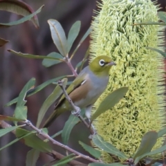 Zosterops lateralis (Silvereye) at Ku-ring-gai Chase National Park - 27 Apr 2023 by MatthewFrawley