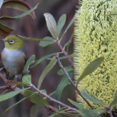 Zosterops lateralis at Ku-Ring-Gai Chase, NSW - 27 Apr 2023