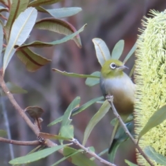 Zosterops lateralis at Ku-Ring-Gai Chase, NSW - 27 Apr 2023