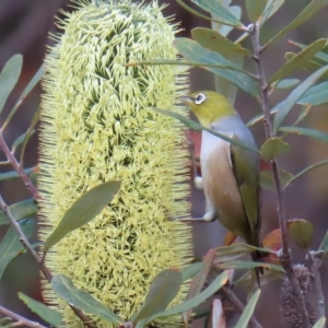 Zosterops lateralis at Ku-Ring-Gai Chase, NSW - 27 Apr 2023