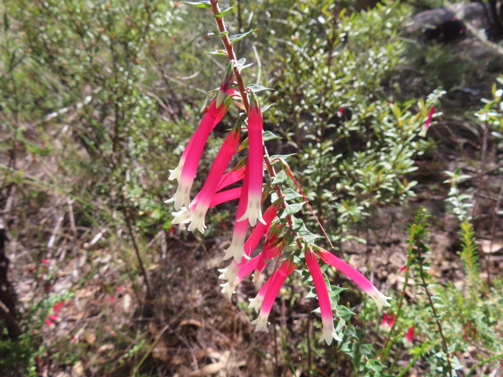 Epacris longiflora at Ingleside, NSW - 27 Apr 2023