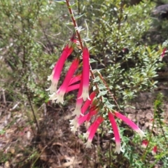 Epacris longiflora (Fuchsia Heath) at Ingleside, NSW - 27 Apr 2023 by MatthewFrawley