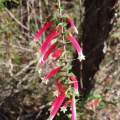 Epacris longiflora at Ingleside, NSW - 27 Apr 2023 01:11 PM