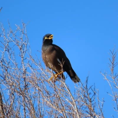 Acridotheres tristis (Common Myna) at Narrabeen, NSW - 27 Apr 2023 by MatthewFrawley