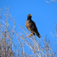 Acridotheres tristis at Narrabeen, NSW - 28 Apr 2023 09:13 AM