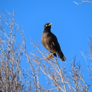 Acridotheres tristis at Narrabeen, NSW - 28 Apr 2023