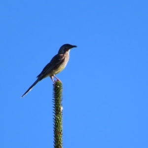 Anthochaera carunculata at Narrabeen, NSW - 28 Apr 2023 09:15 AM