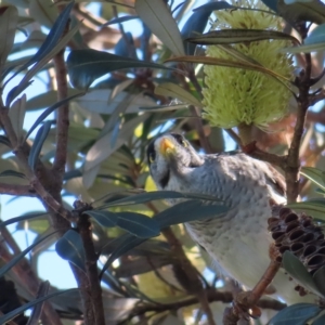 Manorina melanocephala at Narrabeen, NSW - 28 Apr 2023 09:18 AM