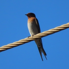 Hirundo neoxena (Welcome Swallow) at Narrabeen, NSW - 27 Apr 2023 by MatthewFrawley