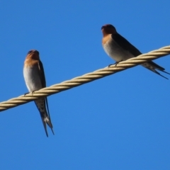 Hirundo neoxena at Narrabeen, NSW - 28 Apr 2023 09:24 AM