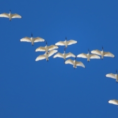 Threskiornis molucca (Australian White Ibis) at Narrabeen, NSW - 28 Apr 2023 by MatthewFrawley