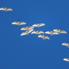 Threskiornis molucca (Australian White Ibis) at Narrabeen, NSW - 27 Apr 2023 by MatthewFrawley