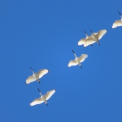 Threskiornis molucca at Narrabeen, NSW - 28 Apr 2023