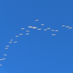 Threskiornis molucca at Narrabeen, NSW - 28 Apr 2023 09:33 AM