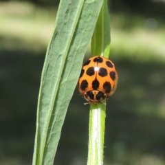 Harmonia conformis (Common Spotted Ladybird) at Conder, ACT - 9 Nov 2022 by michaelb