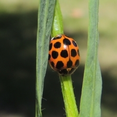 Harmonia conformis at Conder, ACT - 10 Nov 2022