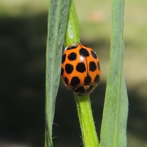 Harmonia conformis at Conder, ACT - 10 Nov 2022