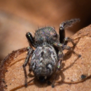 Bianor maculatus at Yass, NSW - 4 May 2023 02:27 PM