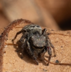 Bianor maculatus at Yass, NSW - 4 May 2023 02:27 PM