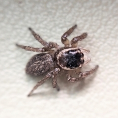 Maratus griseus (Jumping spider) at Watson, ACT - 27 Apr 2023 by BelindaWilson