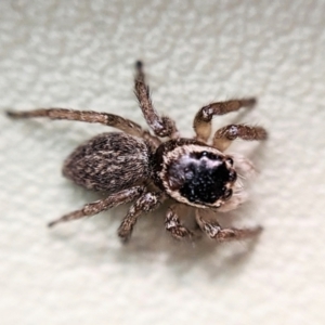 Maratus griseus at Watson, ACT - 27 Apr 2023 06:40 PM