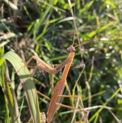 Tenodera australasiae (Purple-winged mantid) at Bombala, NSW - 22 Apr 2023 by GlossyGal