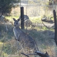 Macropus giganteus (Eastern Grey Kangaroo) at Dryandra St Woodland - 4 May 2023 by ConBoekel