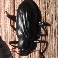Unidentified Darkling beetle (Tenebrionidae) at Burradoo, NSW - 8 Apr 2023 by GlossyGal