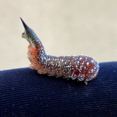 Pterygophorus cinctus (Bottlebrush sawfly) at QPRC LGA - 4 May 2023 by Wandiyali