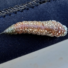 Pterygophorus cinctus at Googong, NSW - 4 May 2023